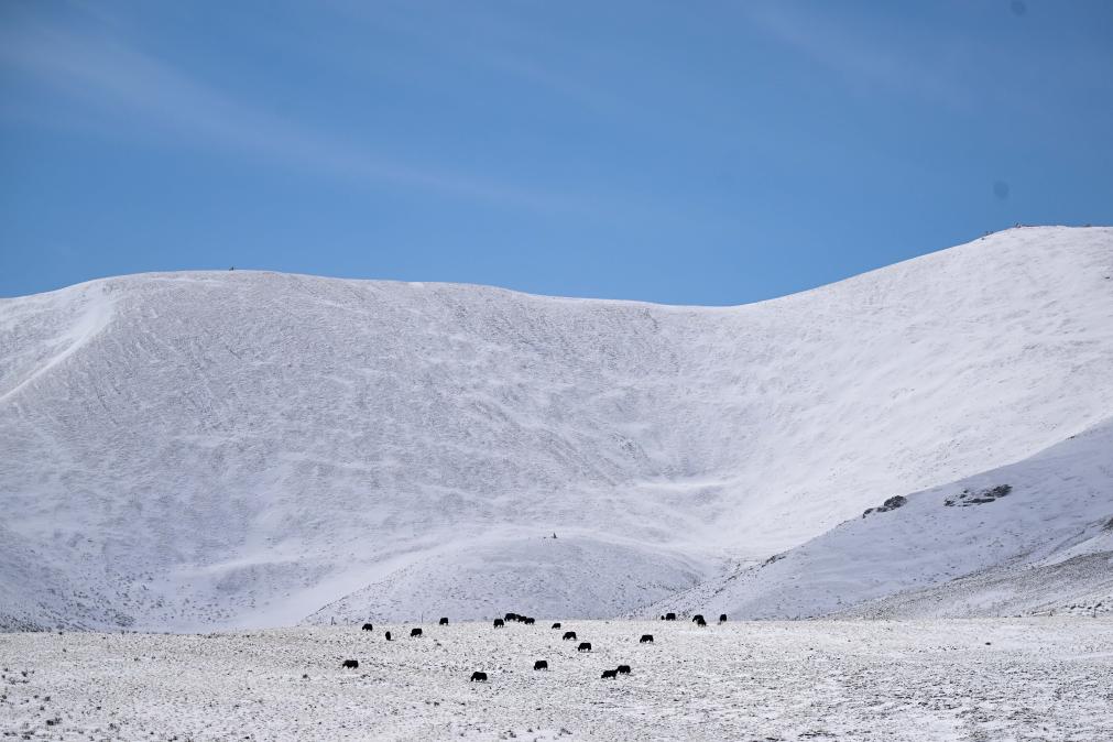 青海果洛：春雪潤高原